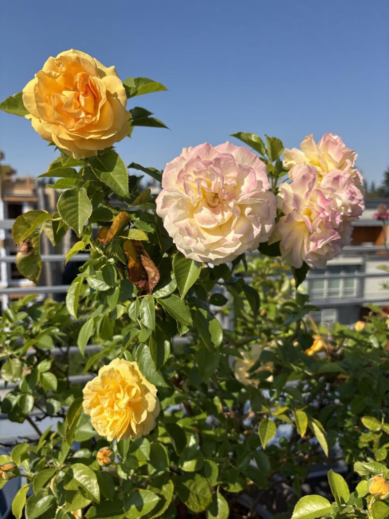 Love how my roses fade to pink as they age!
