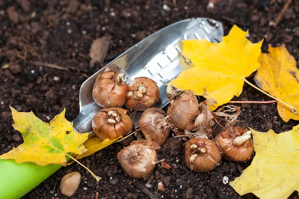 Crocus bulbs ready to plant (Getty/iStock)