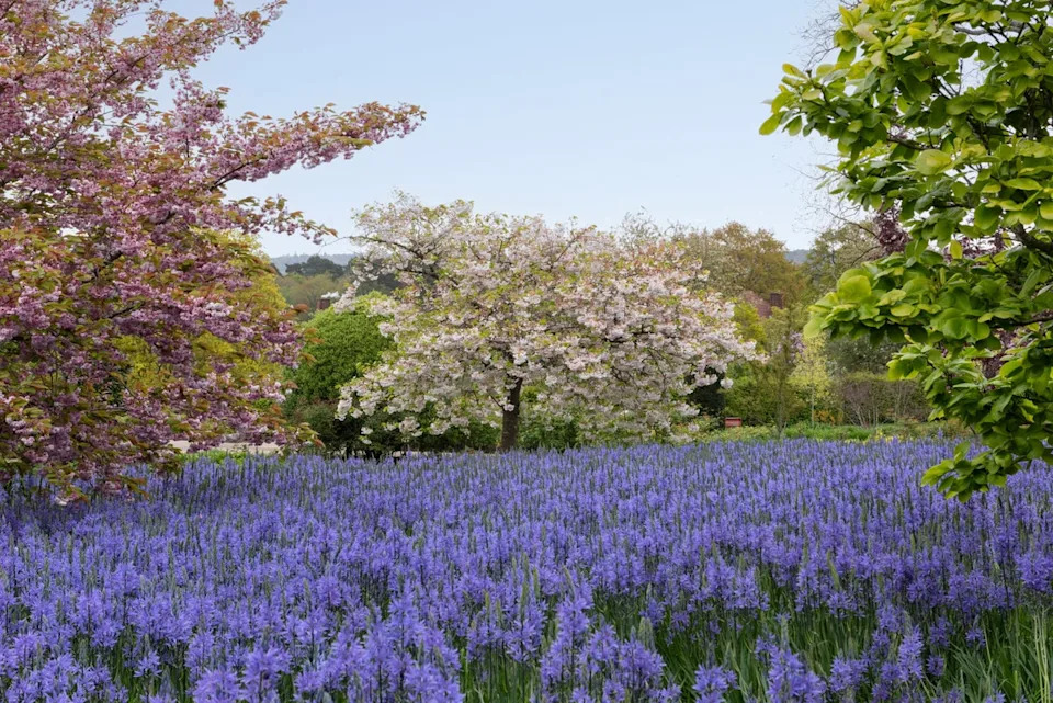 Drifts of camassias at RHS Garden Wisley (RHS)