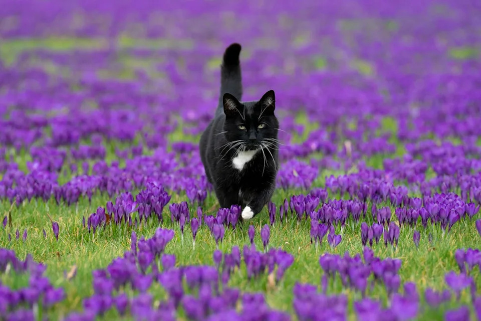 Lord Roscoe the cat runs through the crocuses on the lawns at the National Trust's 17th-century Ham House and Garden in Richmond (PA)