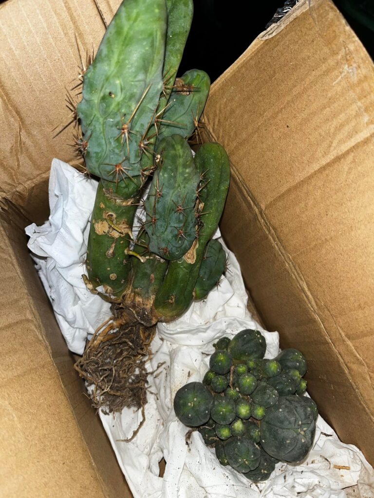 Just got my peyote and TBM, did I score? Just got my peyote and TBM, did I score?