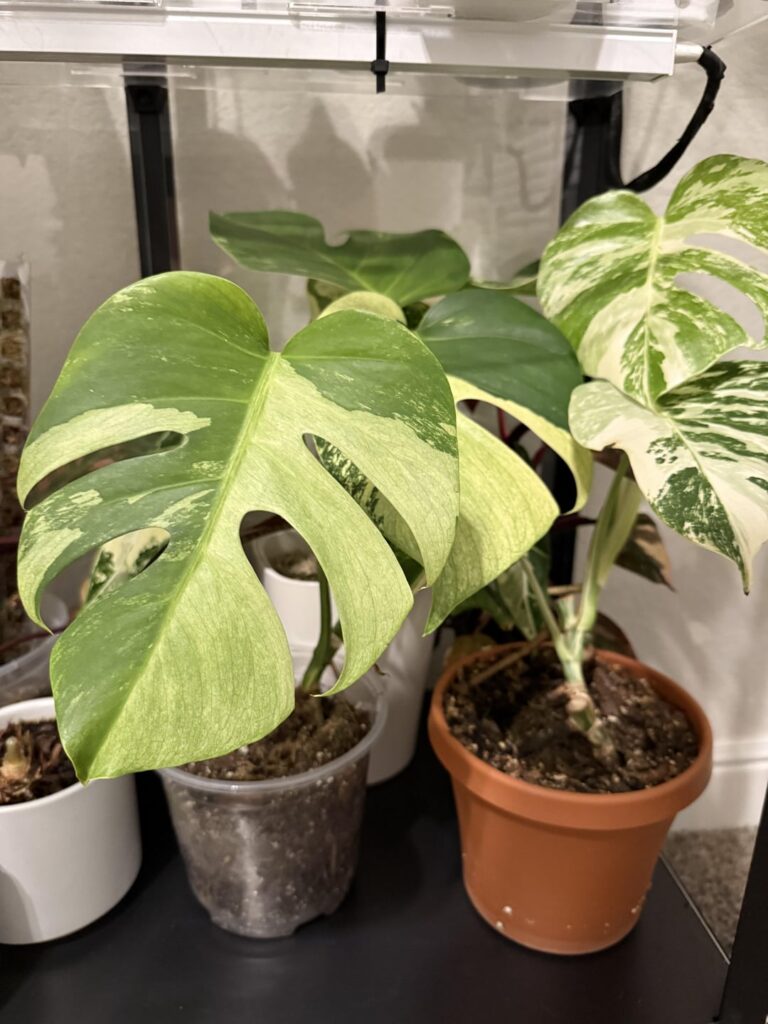 Monstera Jungle Mint
