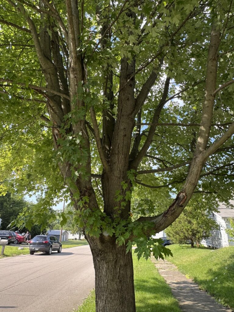 Are these barkless gaps okay, or are my favorite tree’s days numbered?