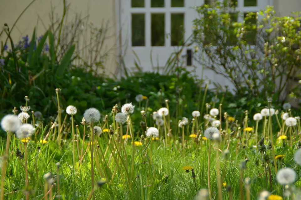 Chaos gardening encourages a wilder, freer approach to your outdoor space - but is not without its pitfalls (PA)