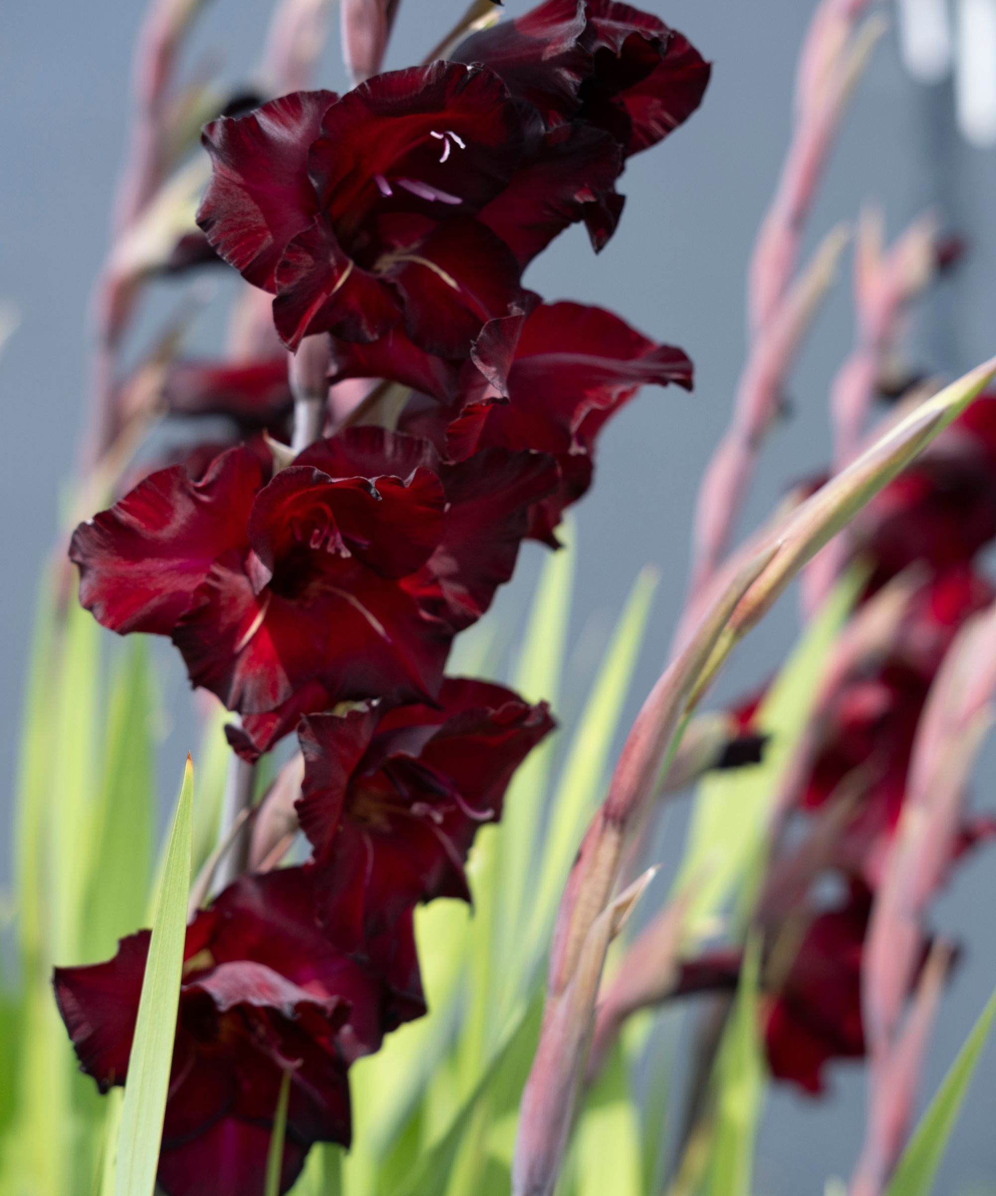 Chocolate brown gladioli