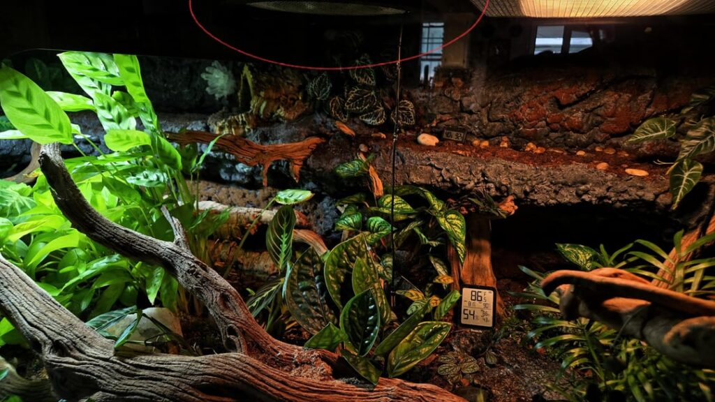 Best thing to plant directly underneath the red circled DHP, or should I resign myself to something fake? Best thing to plant directly underneath the red circled DHP, or should I resign myself to something fake?