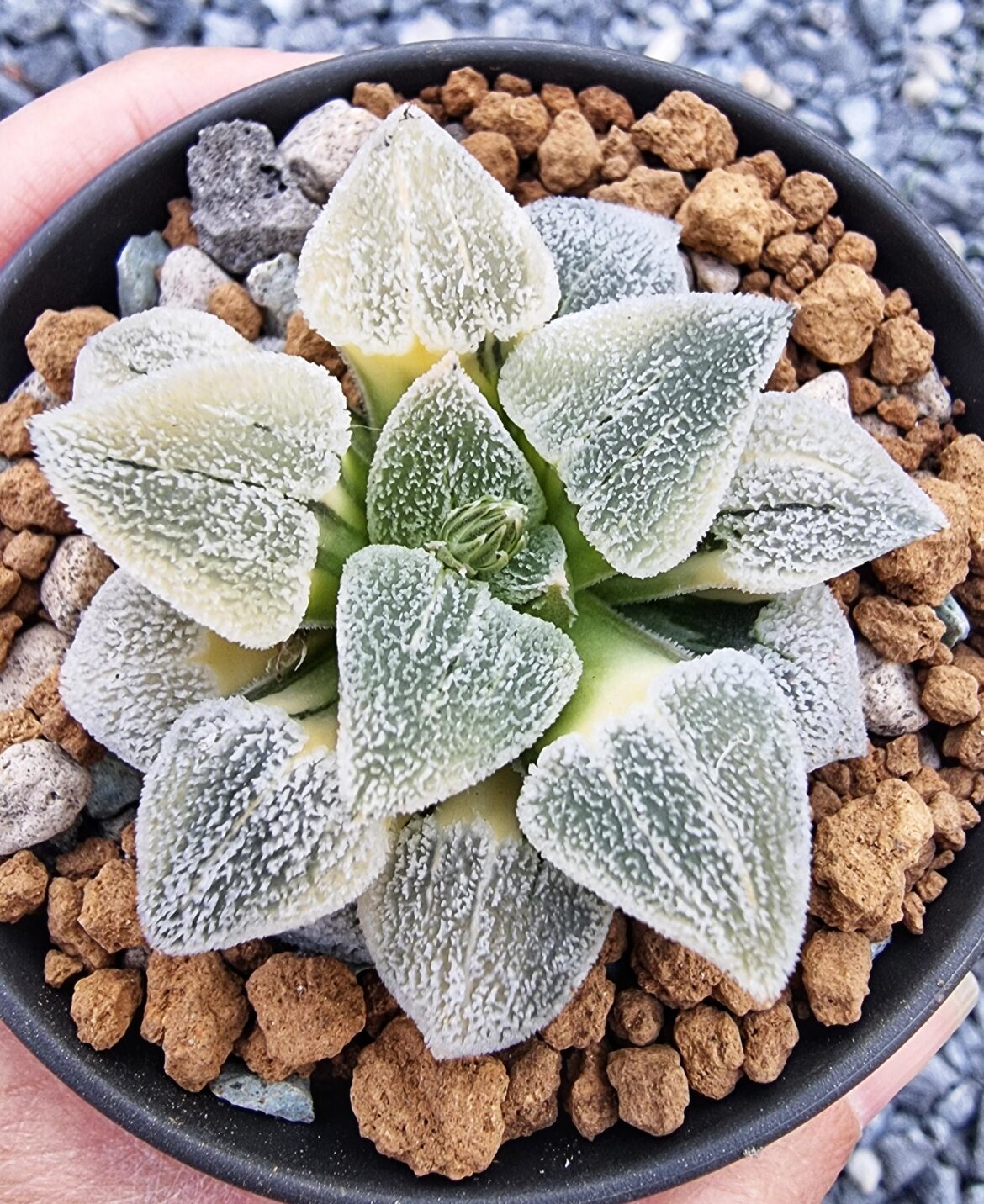 Good evening from Belgium Haworthia Lovers 🥰