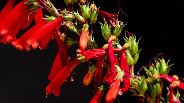 Bright red tubes of Eaton's firecracker catch sunlight.