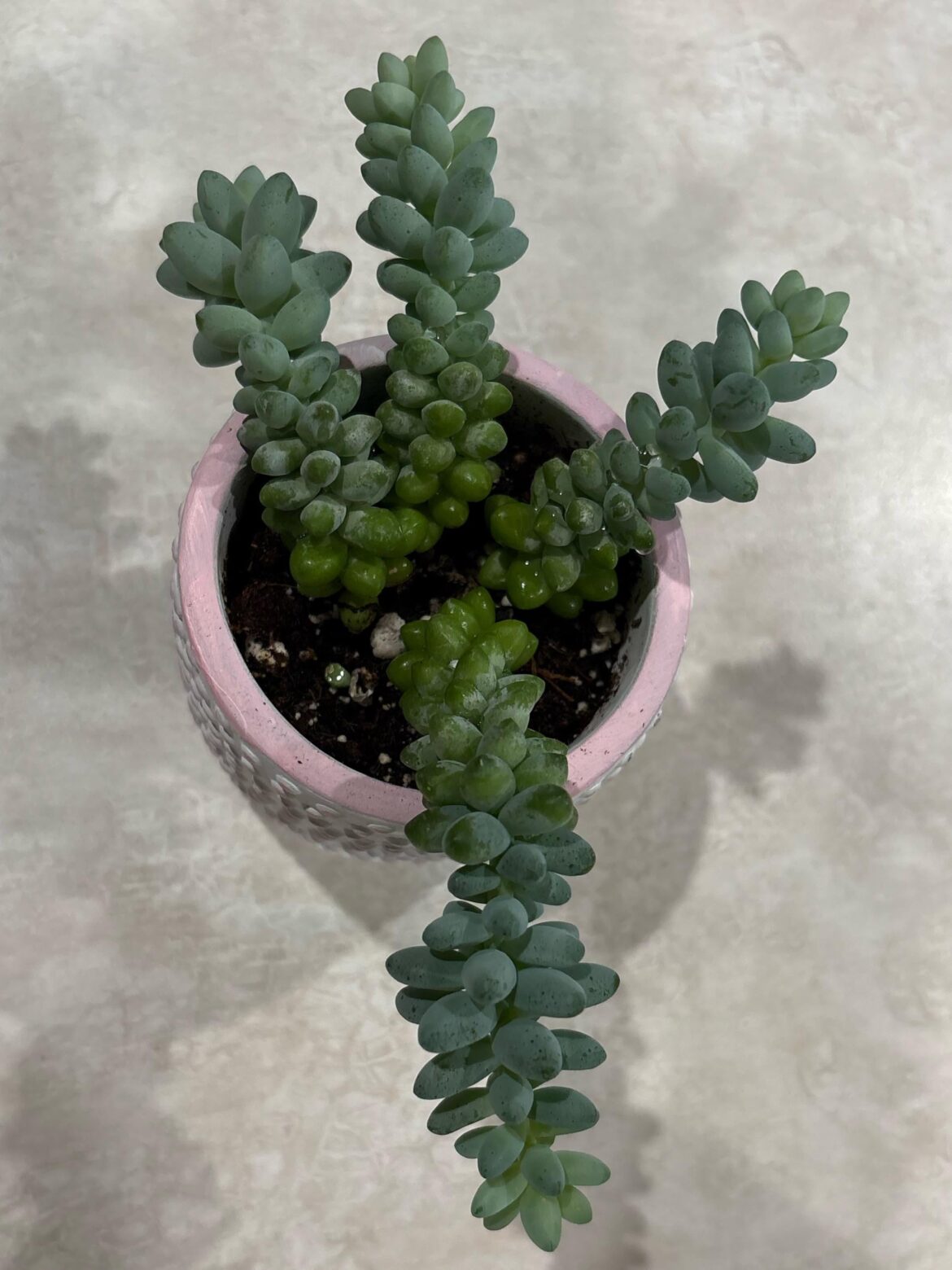 Need help - first time succulent propagation