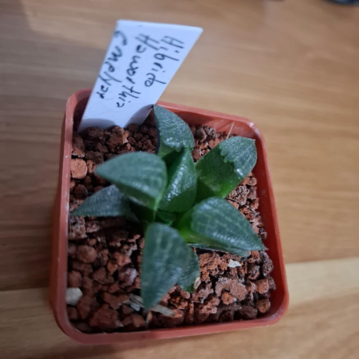 Help identifying my Haworthia hybrid – could it be a giant hybrid of H. emelyae? Help identifying my Haworthia hybrid – could it be a giant hybrid of H. emelyae?