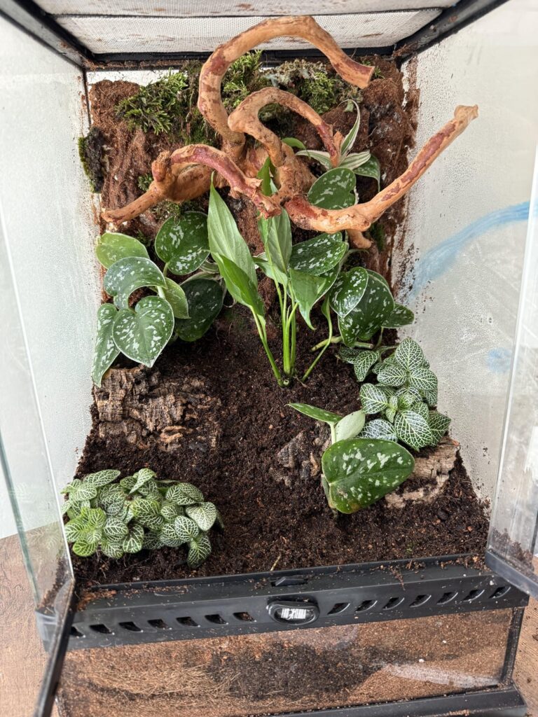 Terrarium set up and critters Terrarium set up and critters