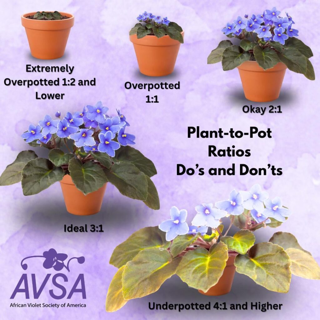 Guide for potting from AVSA.