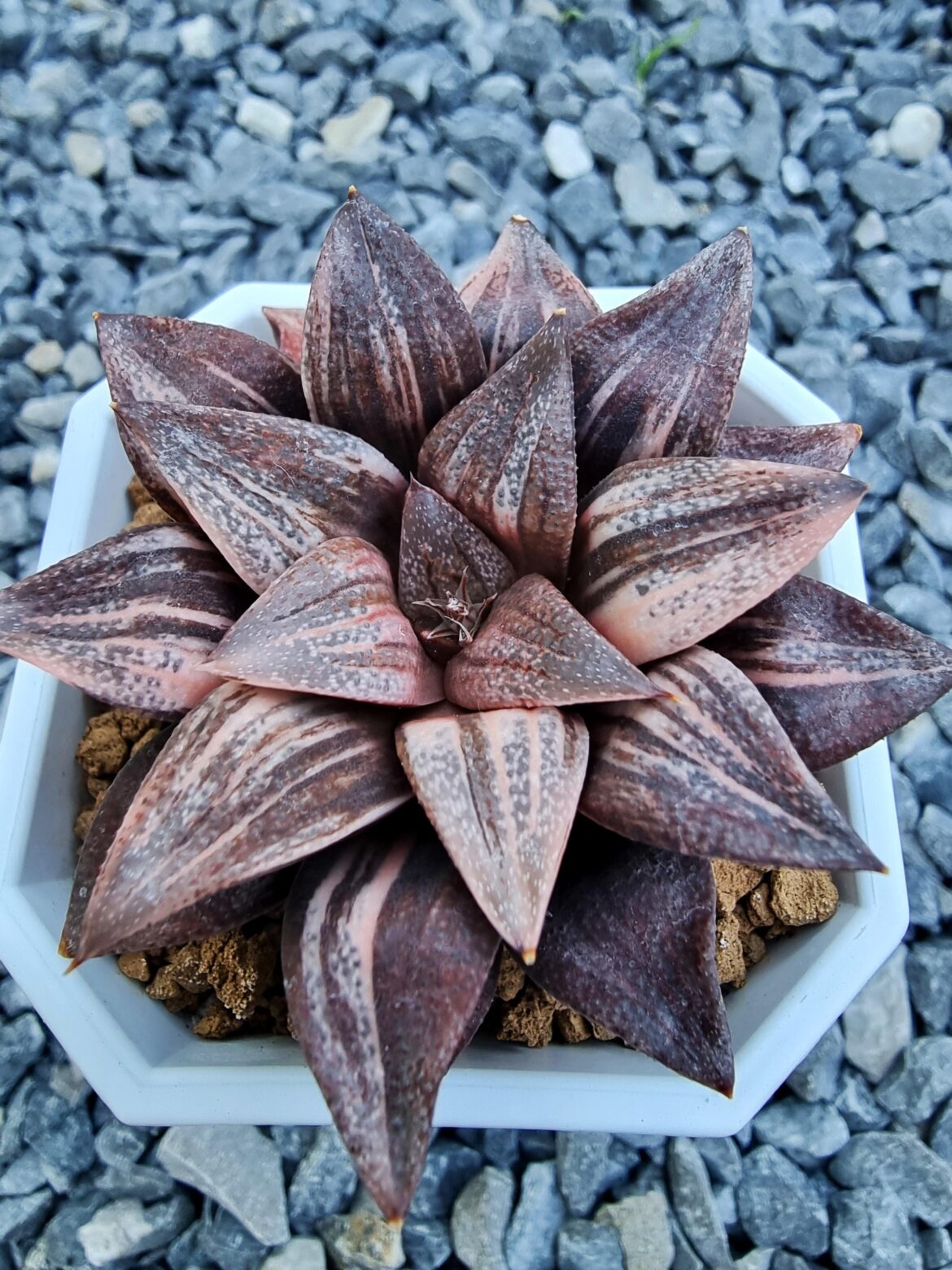 Good evening from Belgium