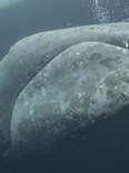 Rare Massive Whale Spotted 2,000 Miles From Home For First Time Ever