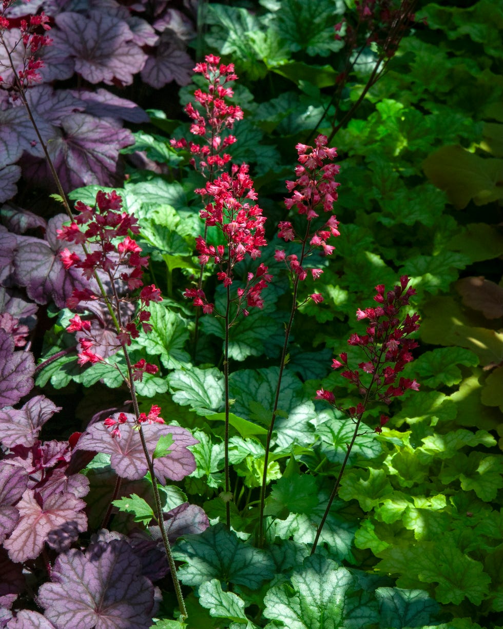 heuchera is an evergreen perennial plant in the family saxifragaceae, native to north america. common names include alumroot and coral bells.