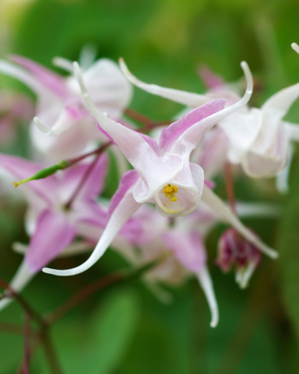 bunny resistant plants epimedium