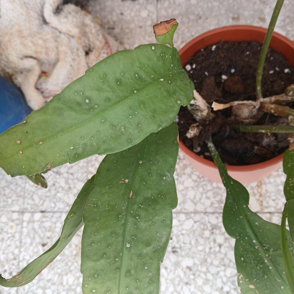 How to help this epiphyllum?