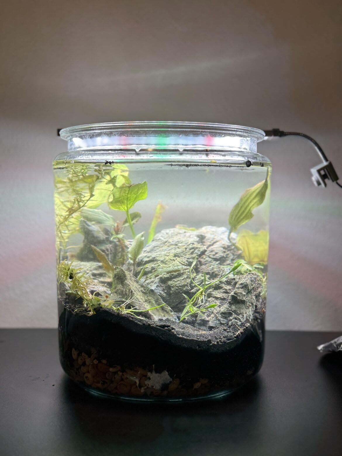 My jarrarium