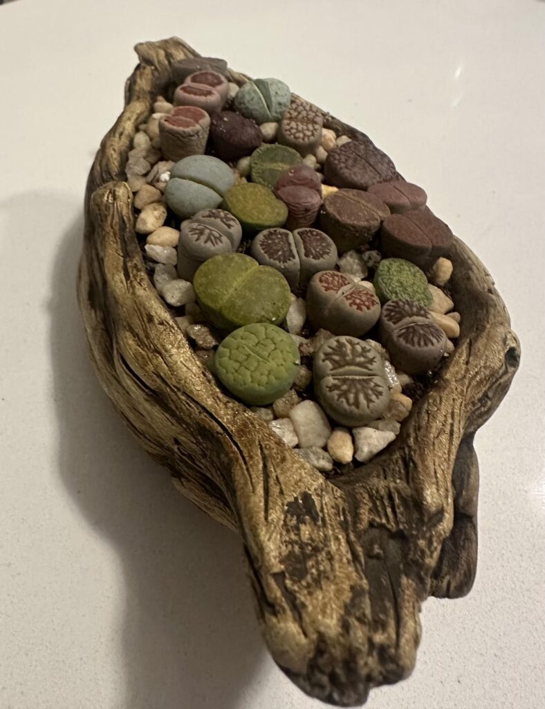 New Lithop owner New Lithop owner