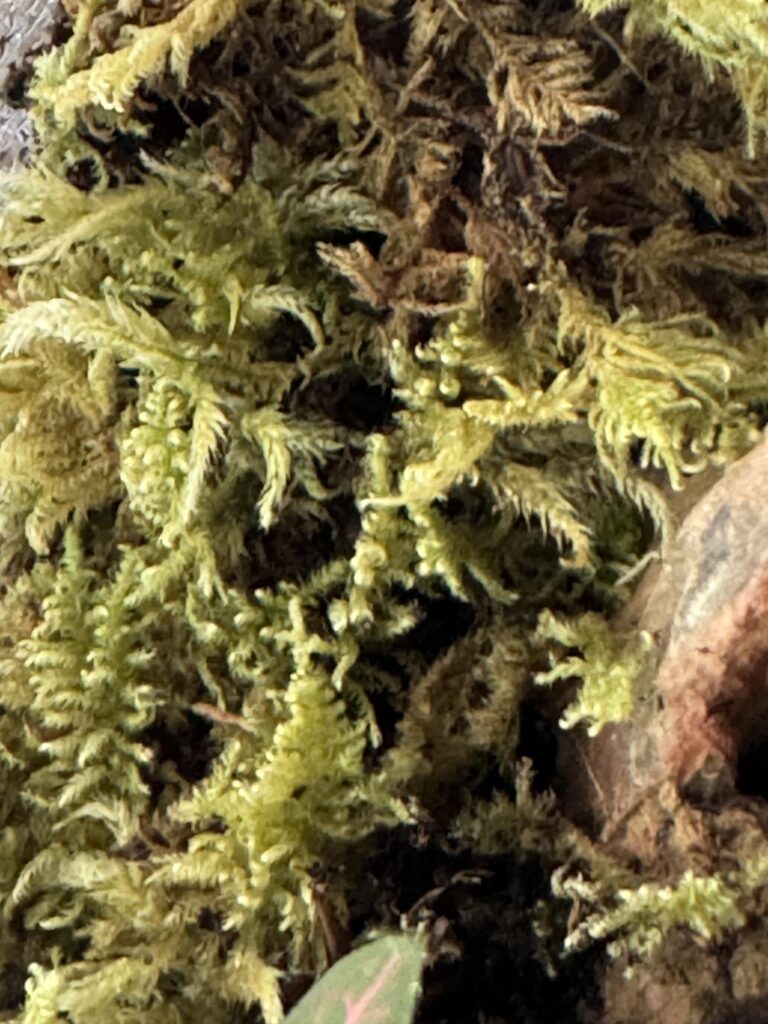 Moss Identification