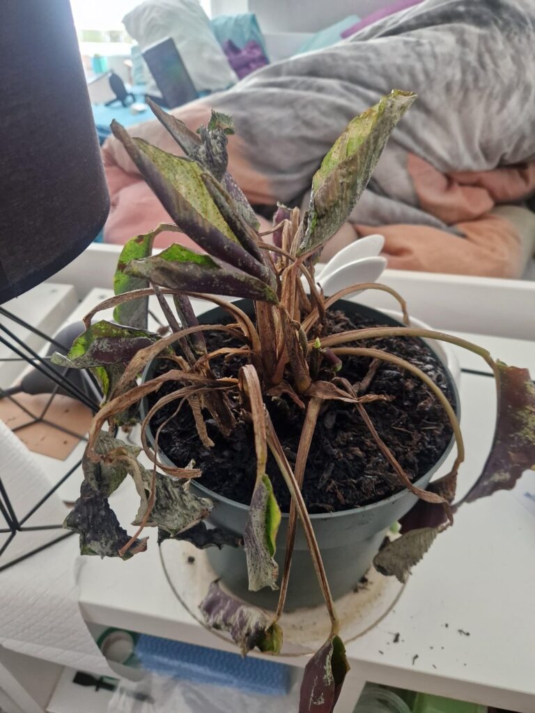 Leaves have started wilting