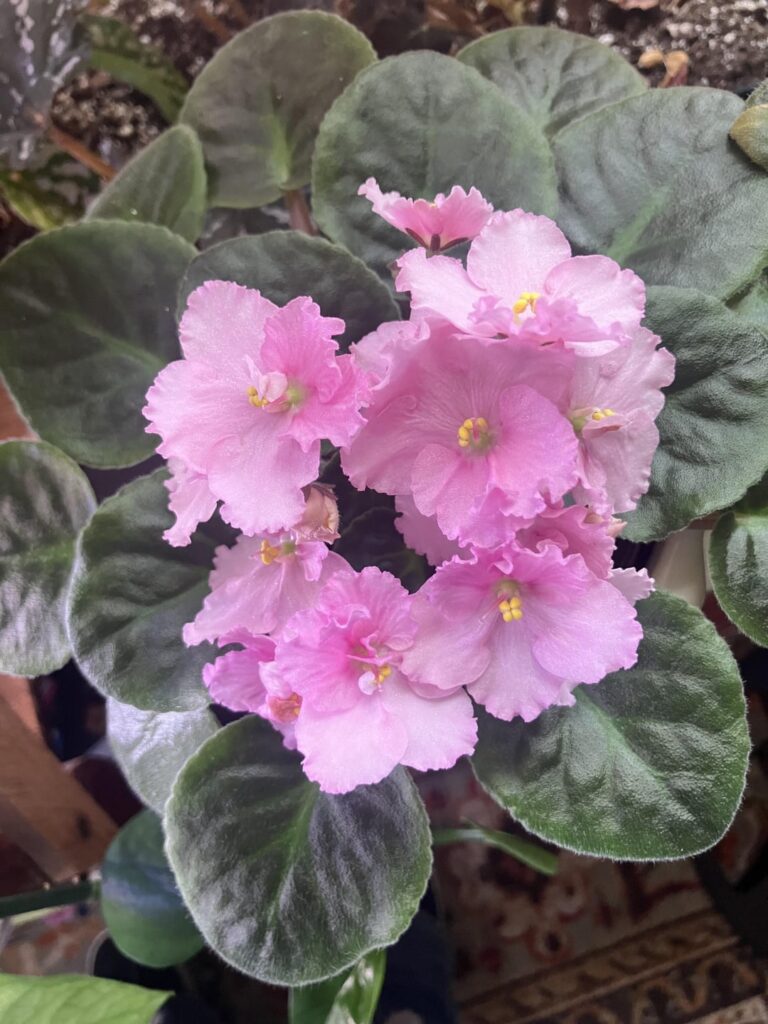 The my most recent bloomer.