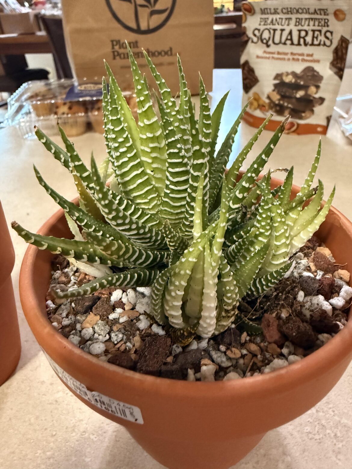 First Plant I’ve ever bought!