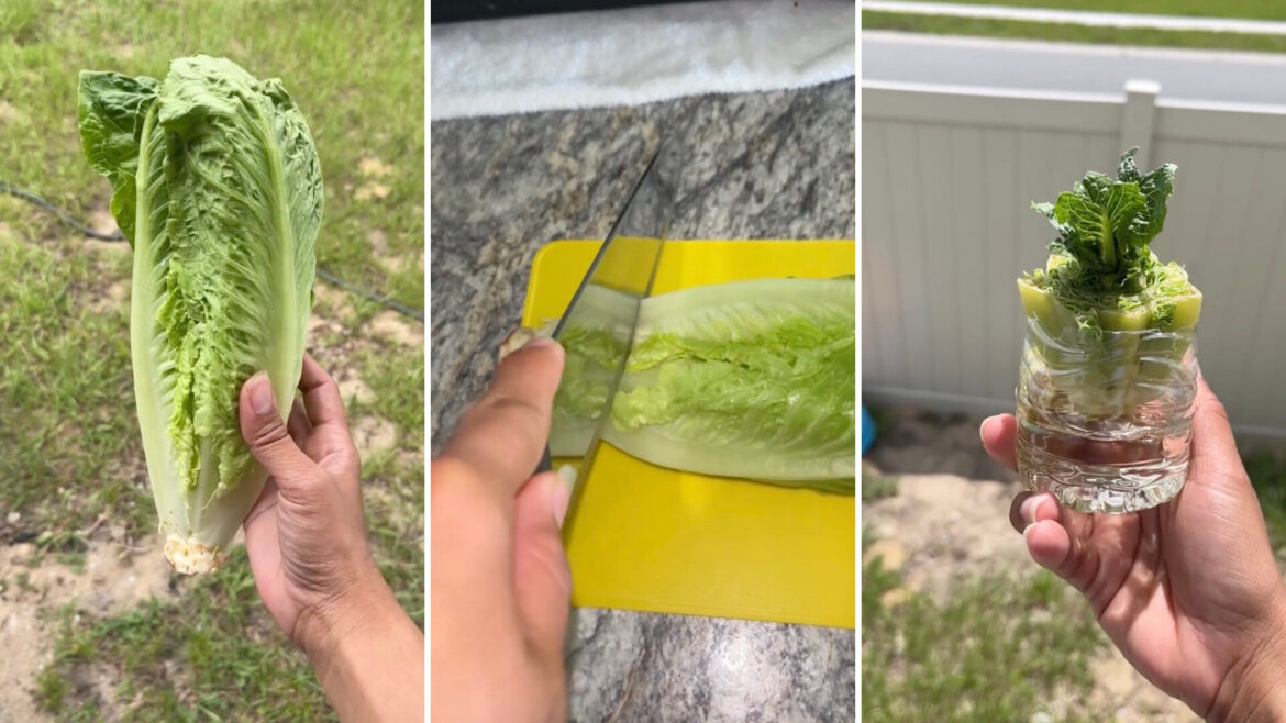 "It's so easy to grow your own food."