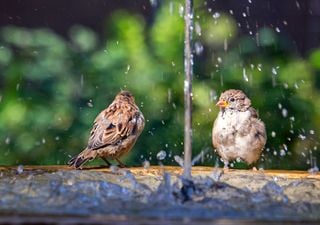 The benefits of ponds and bird baths: to help wildlife thrive, just add water!
