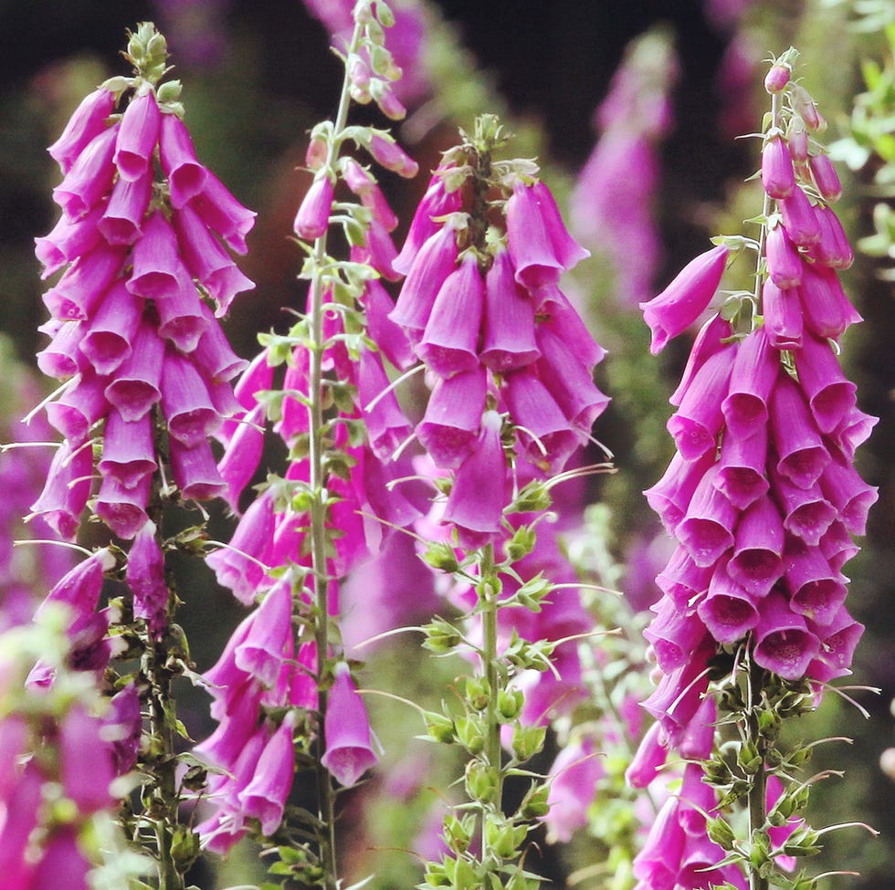 pink foxgloves