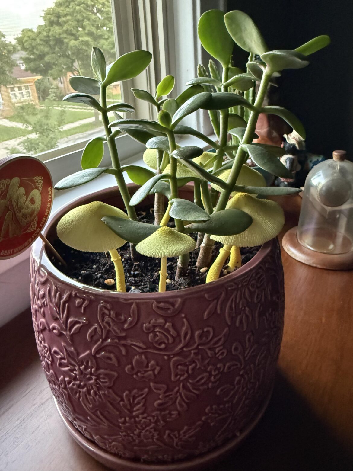 Had it outside for two days, now it has yellow shrooms!