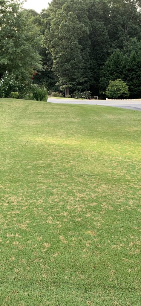 Milorganite and compost solved my dollar spot problem northeast of Atlanta, GA Milorganite and compost solved my dollar spot problem northeast of Atlanta, GA
