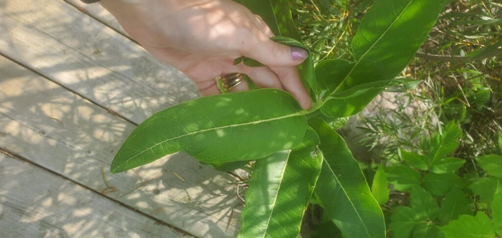 Weird cuke in rural manitoba