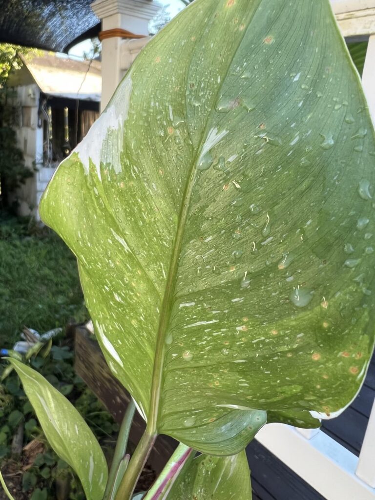 These mystery spots are driving me crazy. Anyone know what they really are? These mystery spots are driving me crazy. Anyone know what they really are?