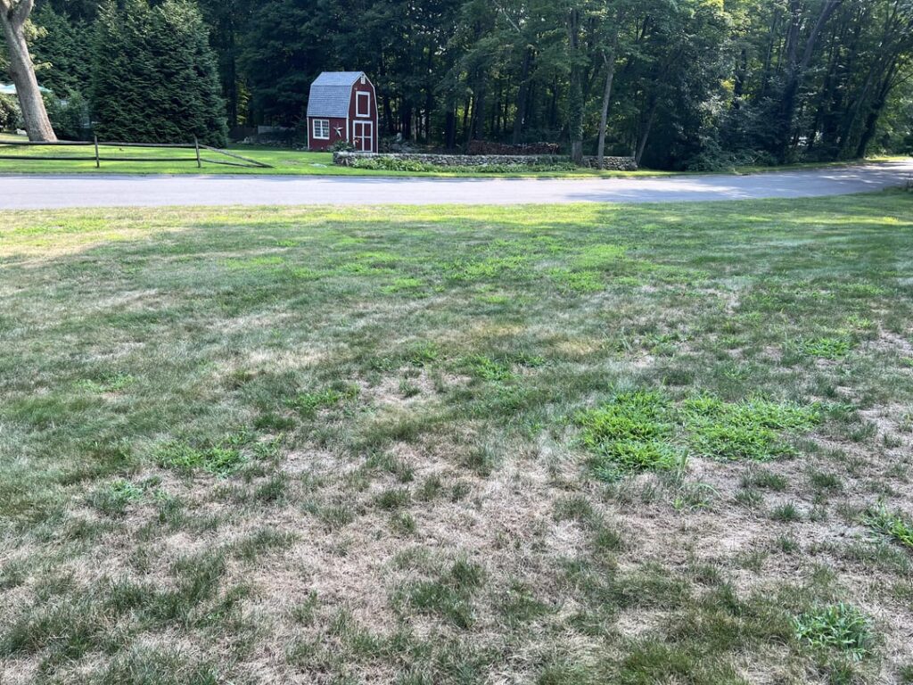 New homeowner- do I reseed this month? [Northeast US]
