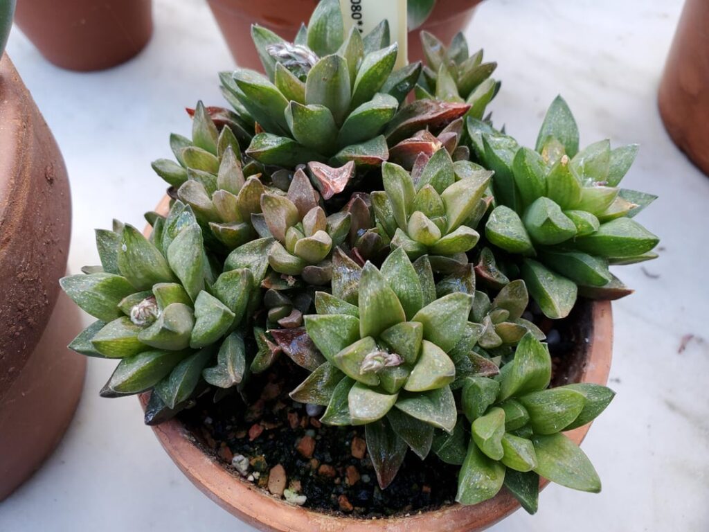 Haworthia turgida var suberecta university specimen