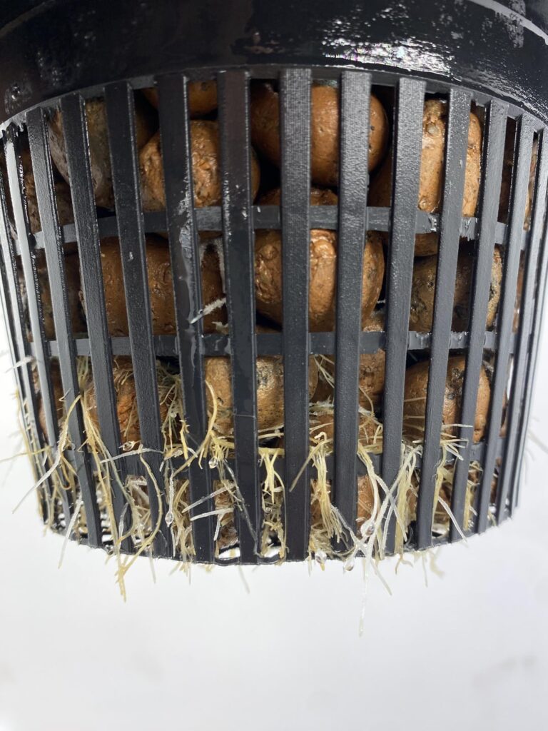 Help! Dead Roots Stuck in DWC Netpot – How to Use Enzymes + Bacillus Without Messing Up?