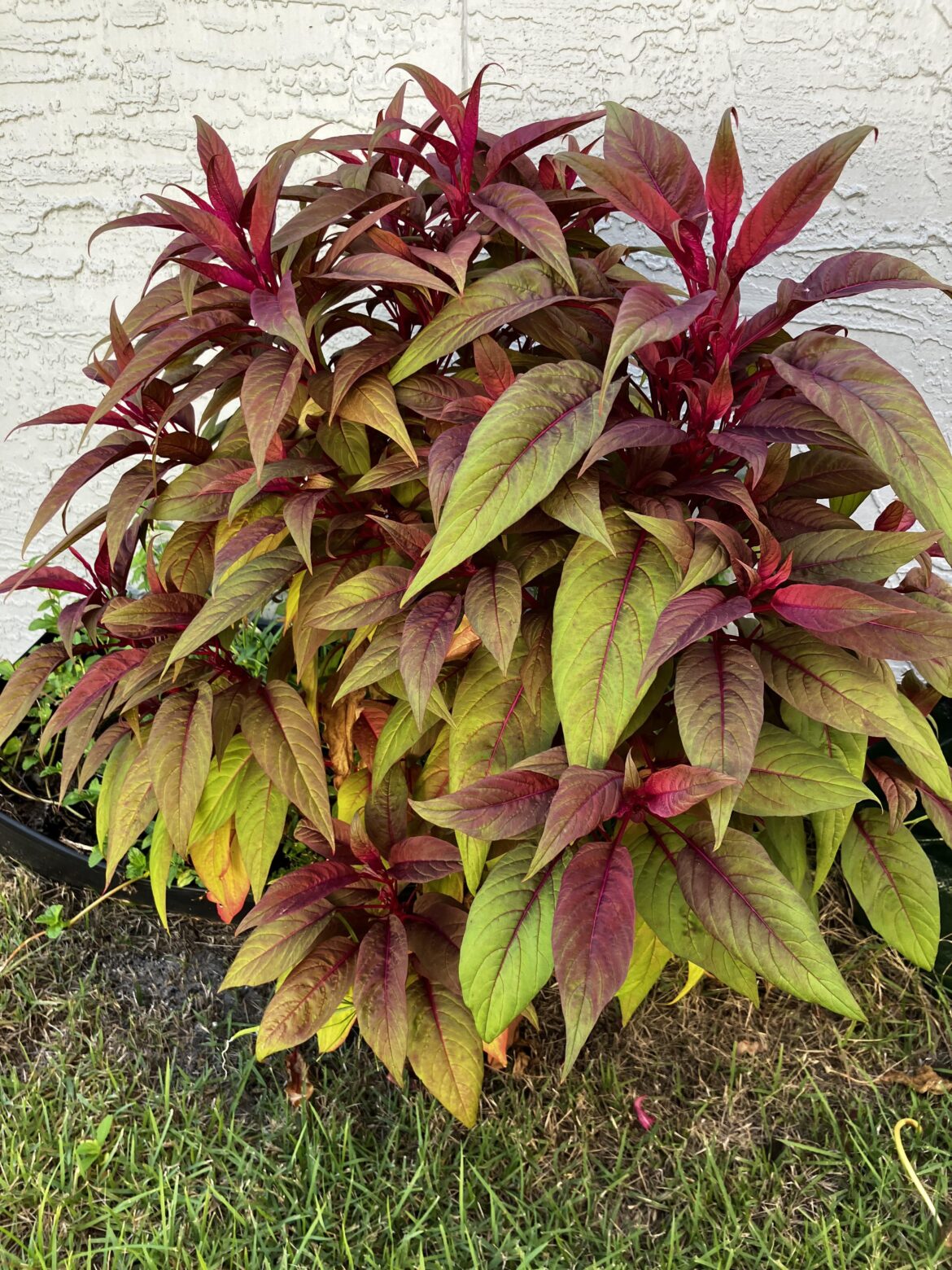 This beautiful plant started growing on its own in my backyard (zone 10b, florida)