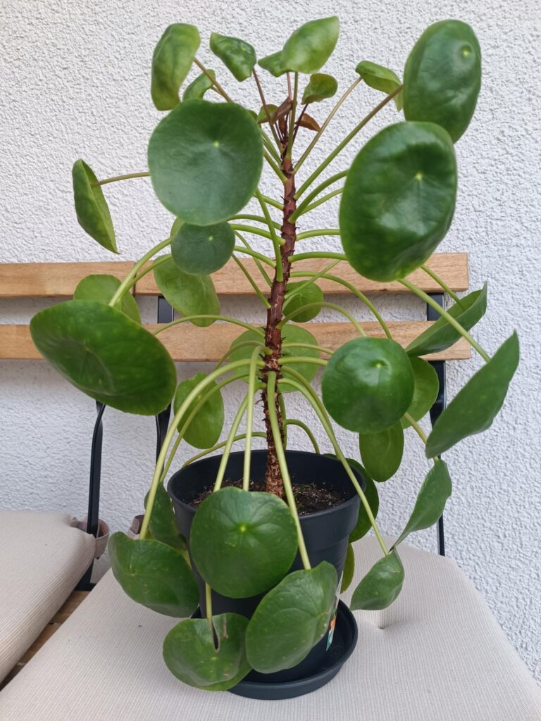 Help my Girlfriend’s Pancake Plant Help my Girlfriend's Pancake Plant