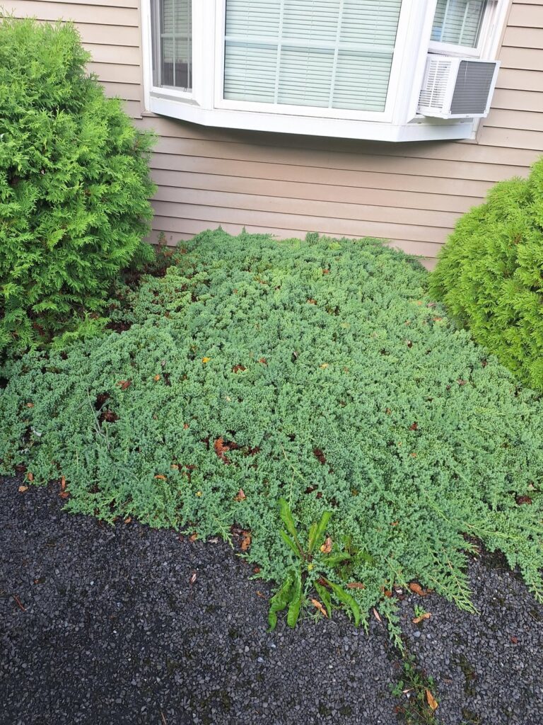 Need advice on how to remove this from the front of my house. Need advice on how to remove this from the front of my house.