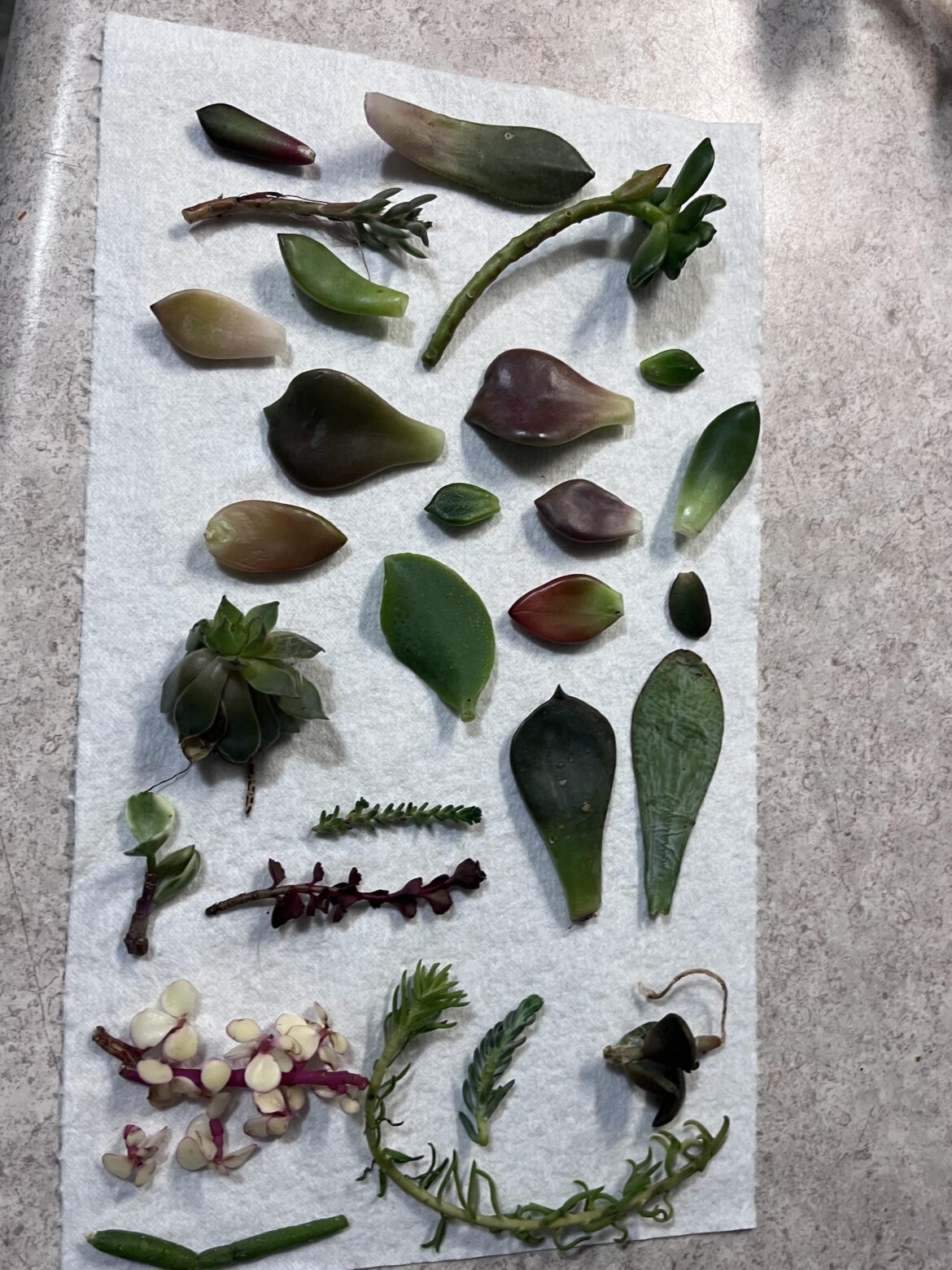 Who’ll prop, who’ll not??