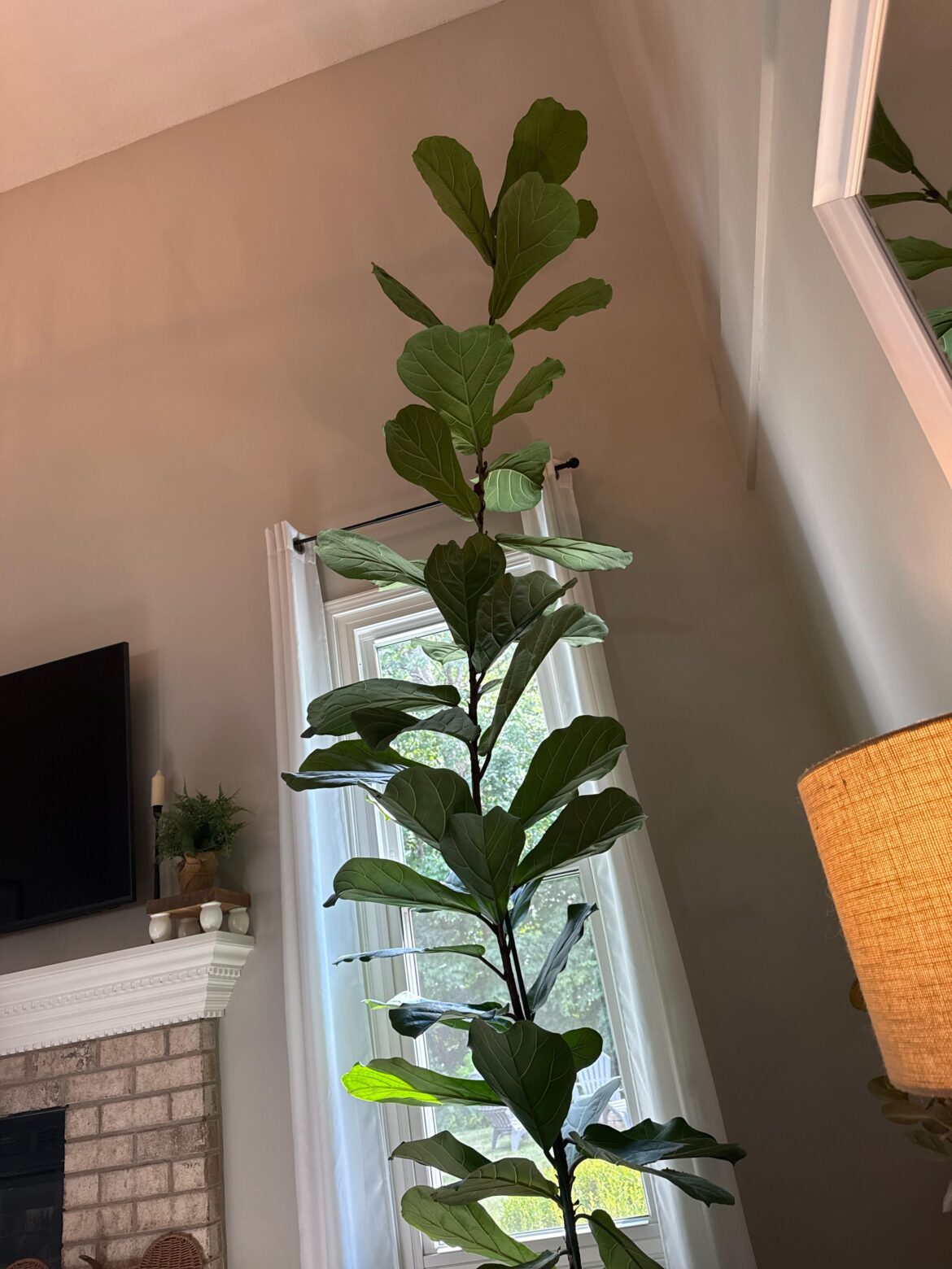 How To Move Large Fig? How To Move Large Fig?