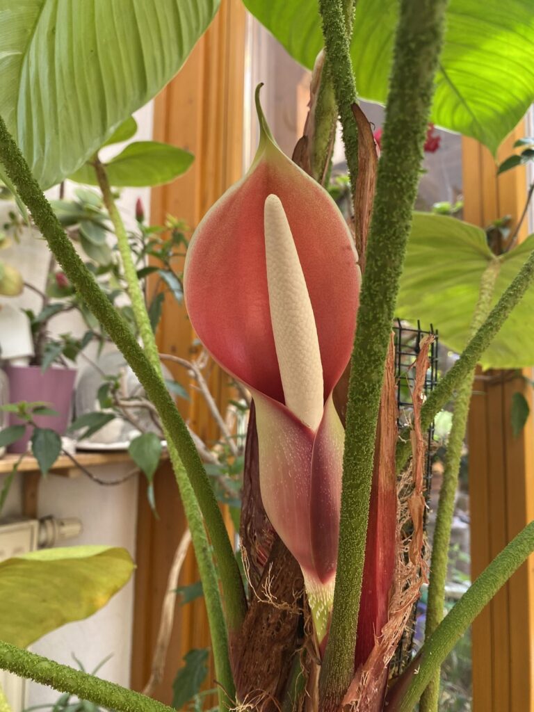 First inflorescence of my Ph. Fuzzy Petiole twins just popped open😍