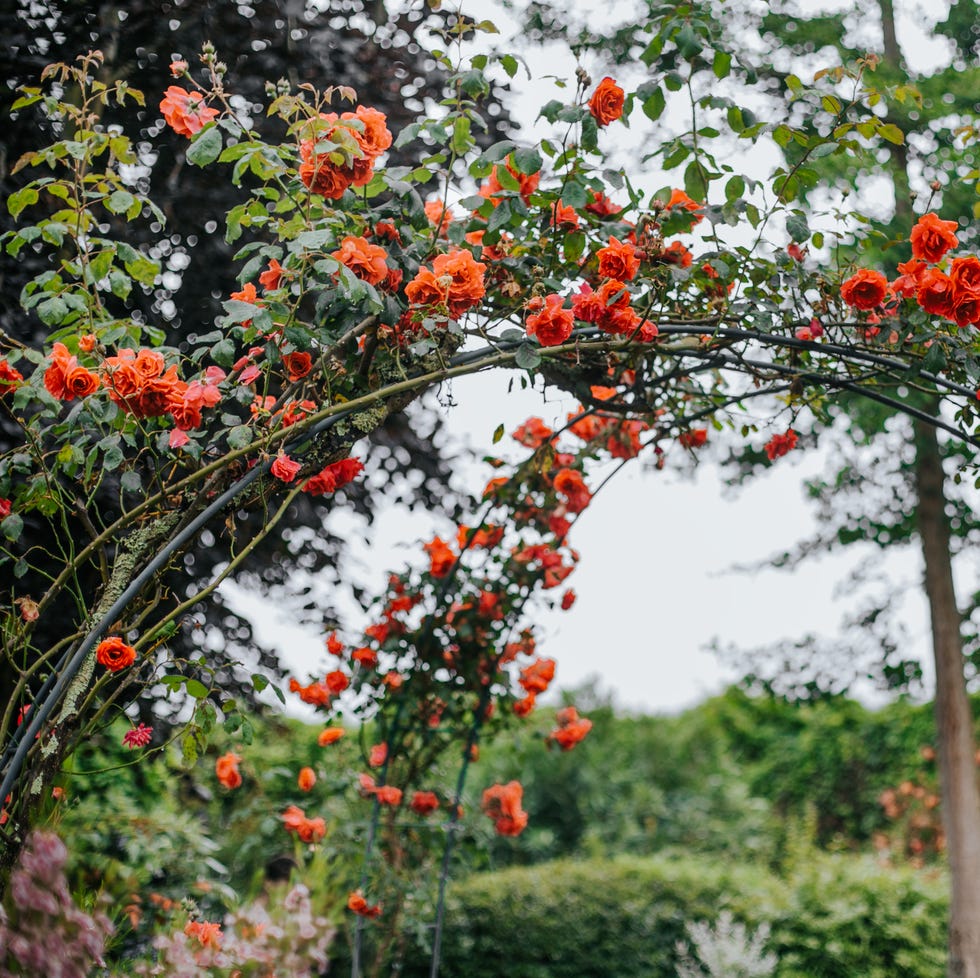 archway adorned with vibrant orange roses