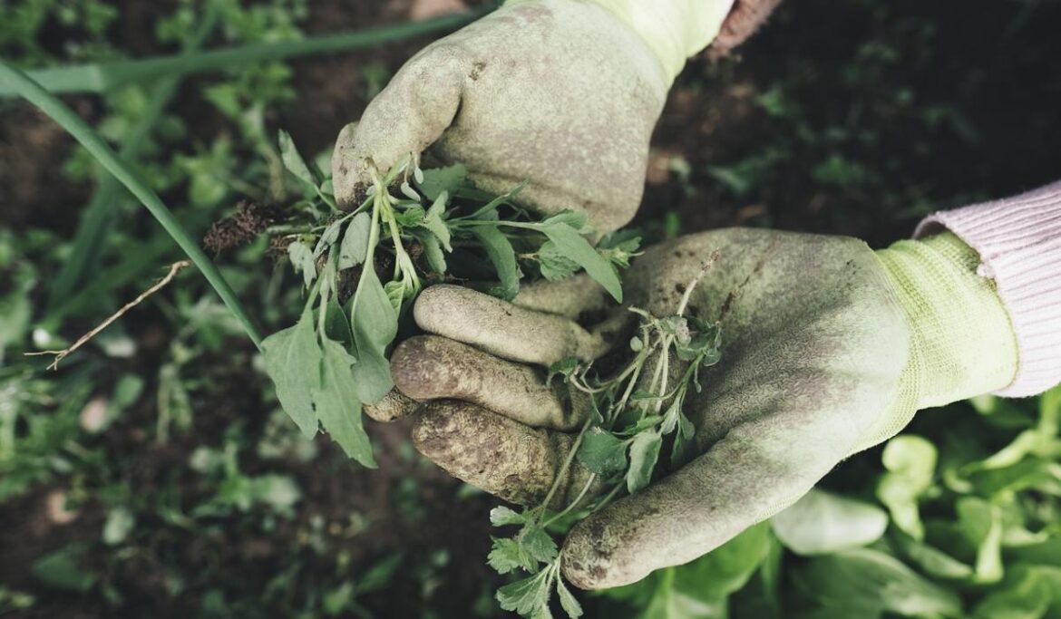 Gardening with Pat Duke: How to beat the heat Gardening with Pat Duke: How to beat the heat