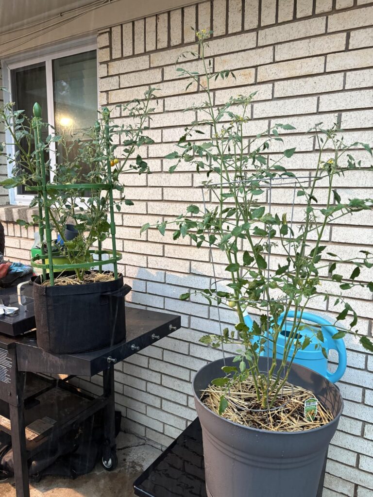 First Time Container Gardening!