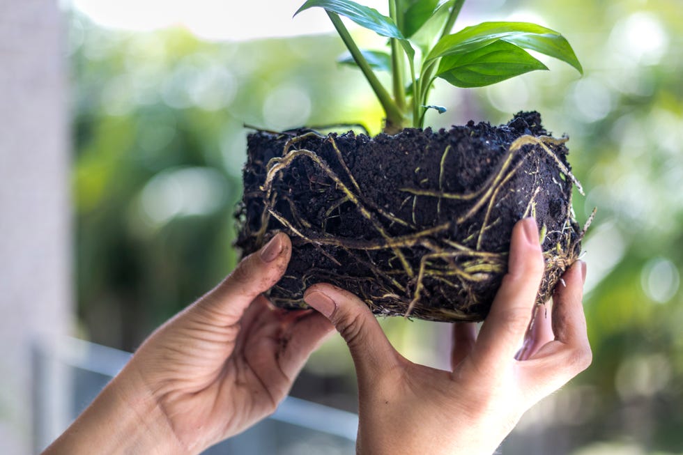 female hands holding plant with root