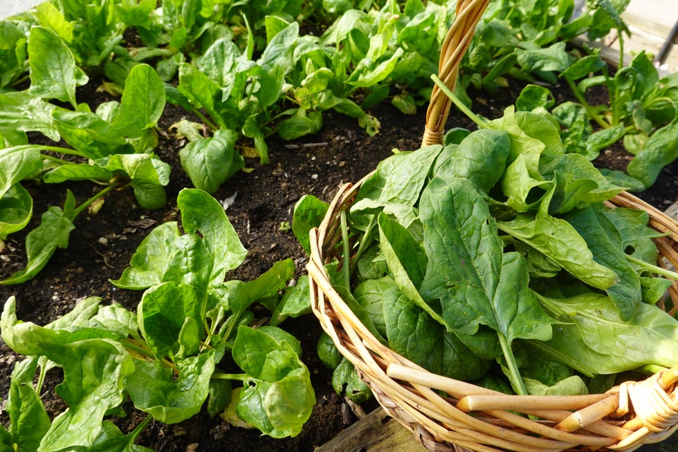 harvesting spinach in the ecological family urban garden, autumn and winter harvests
