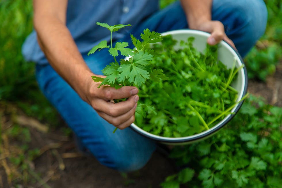 a farmer is harvesting cilantro in the garden. selective focus. food.