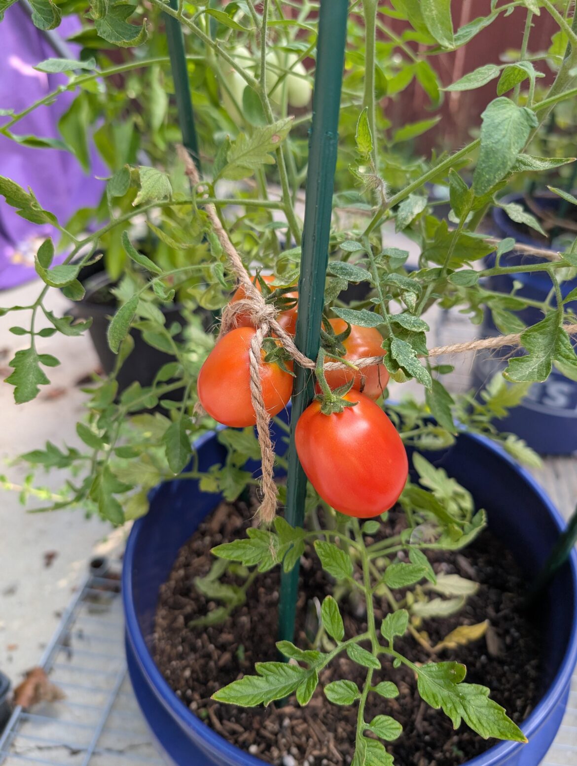 UPDATE: Blossom End Rot Defeated